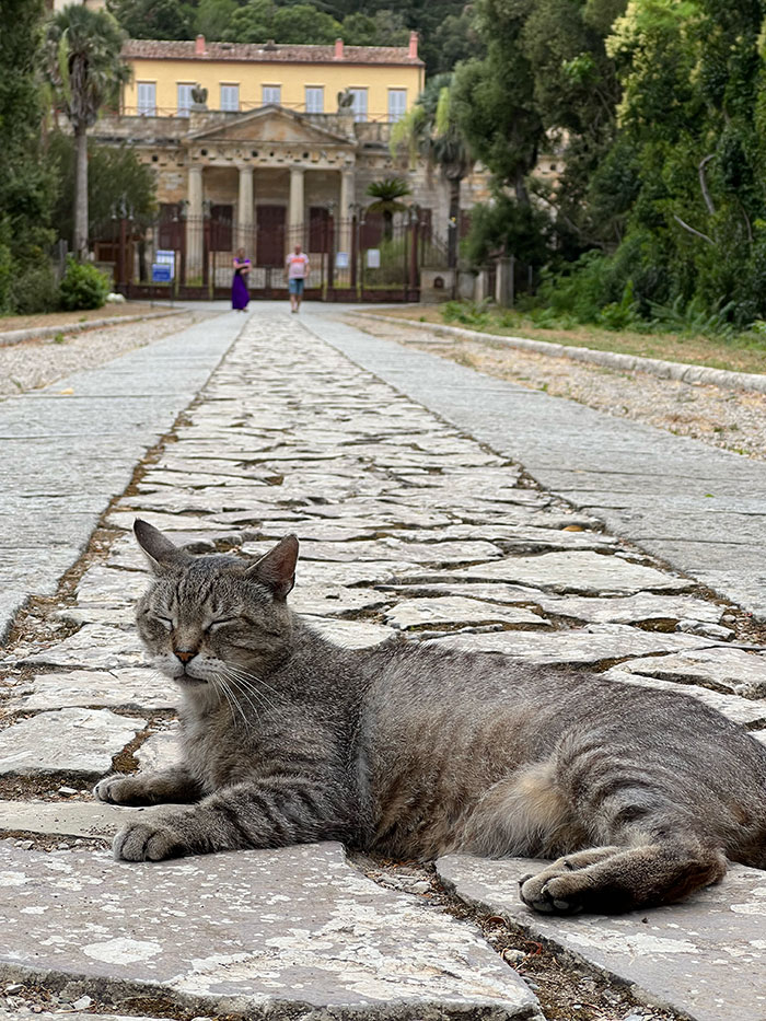 grey cat laying on cobblestones